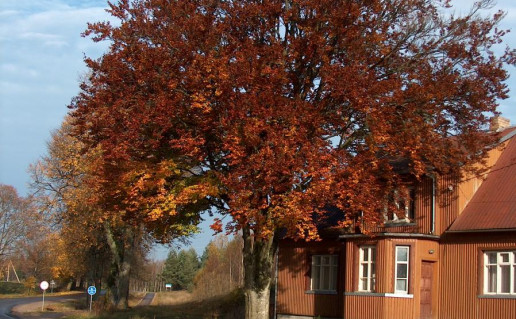 6_Birskaus bukas.S.Kvasinsko n..jpg